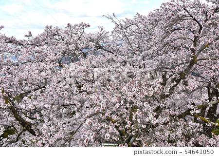 大石公園的櫻花 54641050