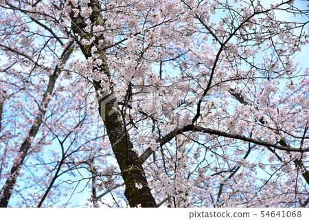 大石公園的櫻花 54641068