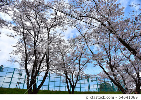 大石公園的櫻花 54641069