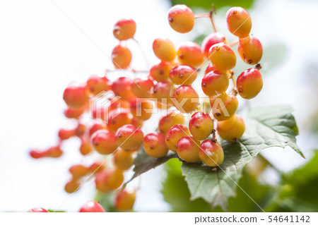 Berries of the guelder-rose Berries of the guelder-rose 54641142