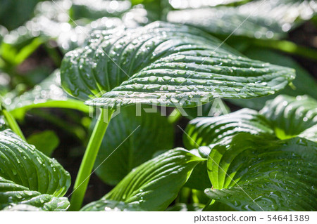 Hosta green leaves with dewdrops 54641389