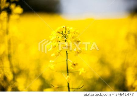 Yellow rapeseed flowers (Brassica napus) 54641477