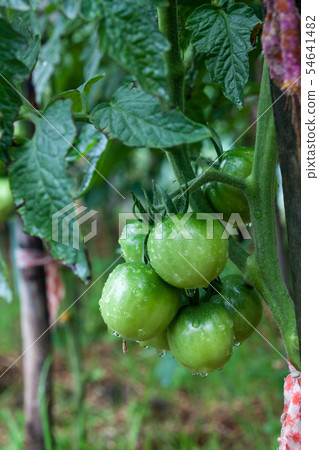 Unripe tomatoes in the vegetable garden. 54641482