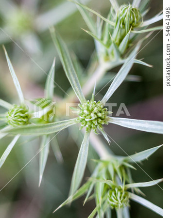 Field eryngo (Eryngium campestre) Field eryngo (Eryngium campestre) 54641498