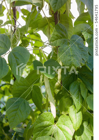 Unripe bean (Phaseolus vulgaris) pods Unripe bean (Phaseolus vulgaris) pods 54641795