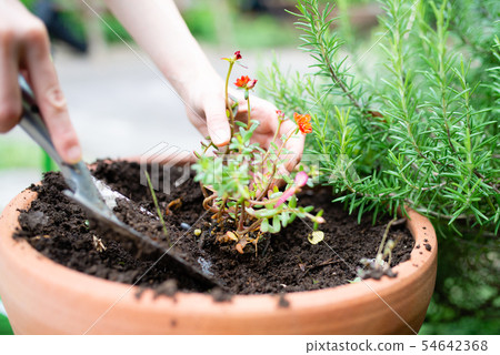 Female hand planting a seedling in a flowerpot 54642368