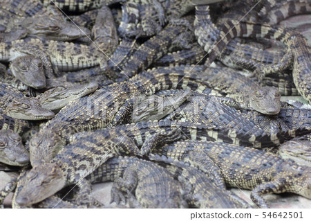 Many small crocodiles Many small crocodiles 54642501