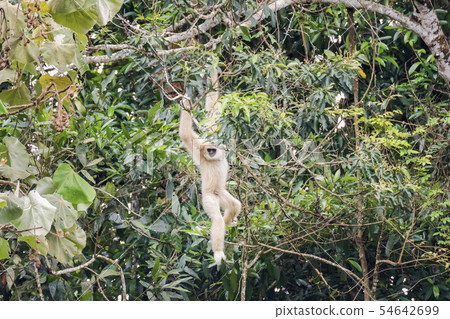 Common gibbon, White-handed gibbon 54642699