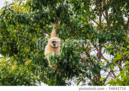 Common gibbon, White-handed gibbon 54642716