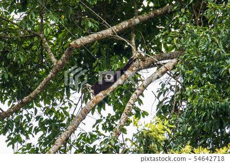Common gibbon, White-handed gibbon 54642718