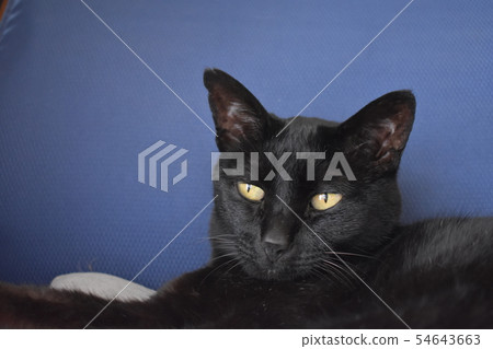Picture of leisurely black cat 54643663
