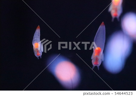 Clione Clione 54644523