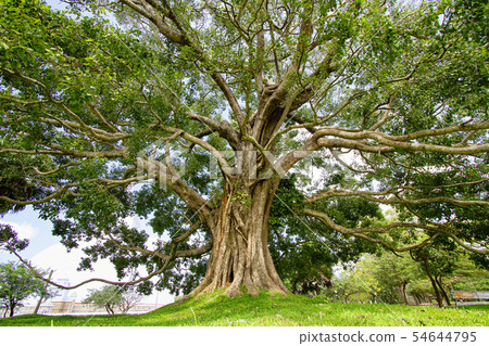 Great bhodi tree near Mirisawetiya dagaba in Great bhodi tree near Mirisawetiya dagaba in 54644795
