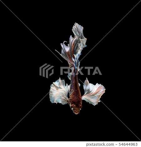 Betta fish, siamese fighting , betta splendens Betta fish, siamese fighting , betta splendens 54644963