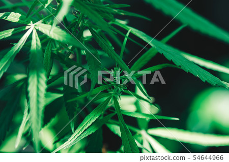 cannabis on a Black background 54644966