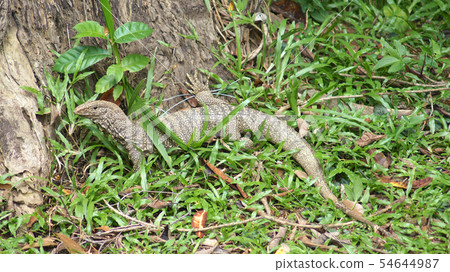 KEDAH, LANGKAWI, MALAYSIA - APR 11th, 2015: Closeup of monitor lizard - Varanus in the jungle 54644987