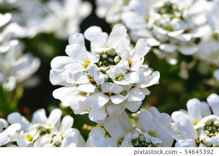 Tokiwamagaribana 54645392