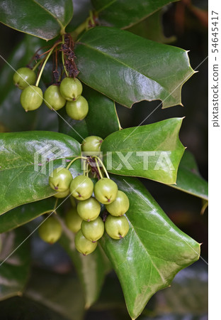 冬青蛾年輕果子 54645417