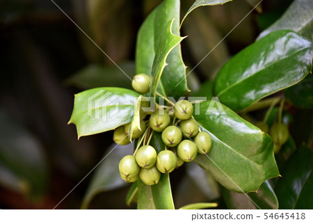 Young fruit of holly moth Young fruit of holly moth 54645418