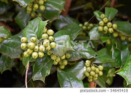 Young fruit of holly moth Young fruit of holly moth 54645419