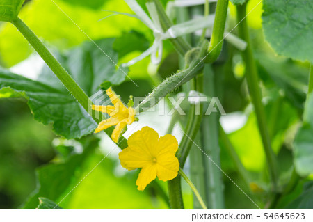 Cucumber in the field 54645623