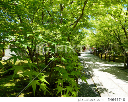 京都Eikan-do Shorin-ji寺Aomoriji 京都Eikan-do Shorin-ji寺Aomoriji 54645748
