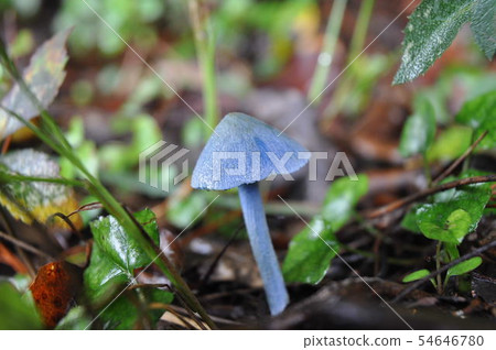 [Early summer and early fall mushrooms] Sorairotake 54646780