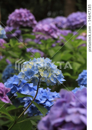 hydrangea 54647185