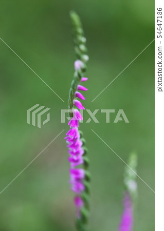 Spiranthes sinensis Spiranthes sinensis 54647186
