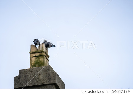 Two jackdaws sitting on chimney stack against blue sky Two jackdaws sitting on chimney stack against blue sky 54647359