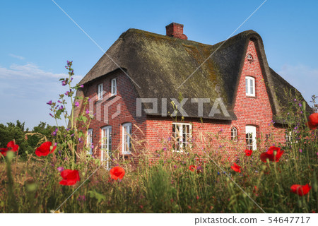 Red brick typical Frisian house and thatched roof 54647717