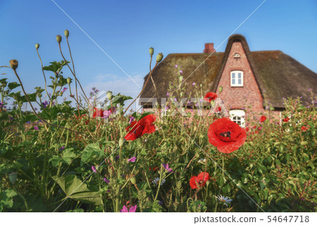 German Frisian house and garden with flowers 54647718