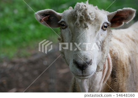Landscape photography Miyagi Prefecture Izunuma Ramsar Convention's chemical-free paddy field Ramsar Convention rice is kind to birds, fish and humans 54648160