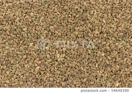 芹菜種子和芹菜種子：芹菜種子 54648390