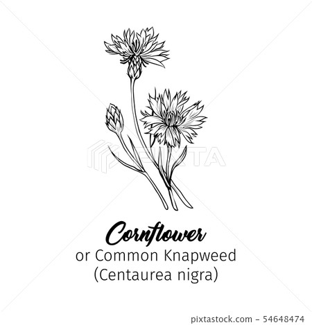 Cornflower monochrome freehand sketch Cornflower monochrome freehand sketch 54648474