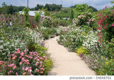Nakanojo Gardens玫瑰園 54648702