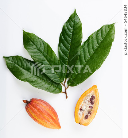 Fresh cacao harvest Fresh cacao harvest 54648834