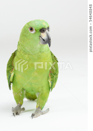 Green parrot walk Green parrot walk 54648848