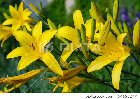 Yellow  lilies on flower bed. 54650277