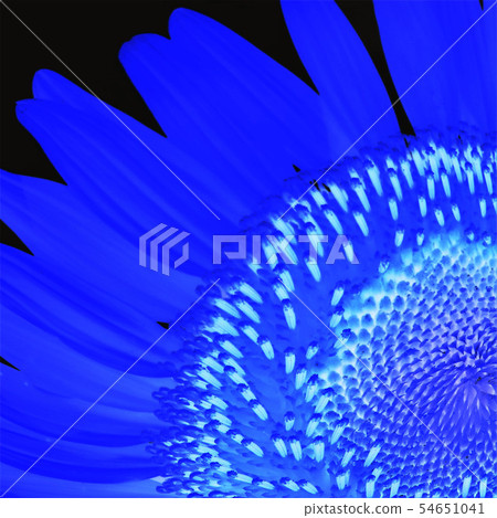 Sun Flower  54651041