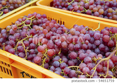 Koshu grapes 54651759