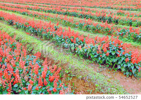 flowers in the field flowers in the field 54652527
