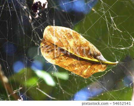 Leaves on spider webs Leaves on spider webs 54652541