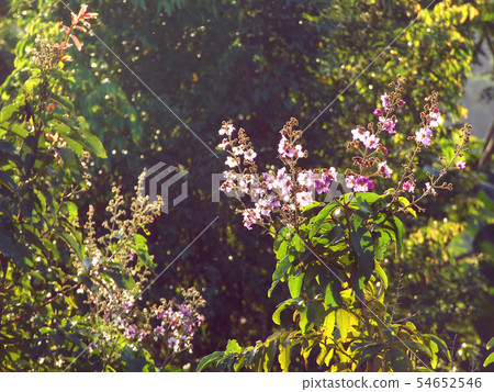 Morning field background with wild flowers Morning field background with wild flowers 54652546