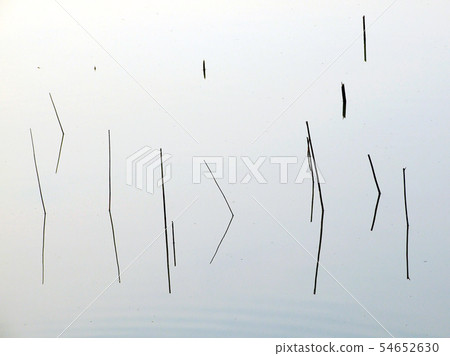 Stump the river Stump the river 54652630