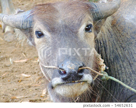 asia buffalo asia buffalo 54652631