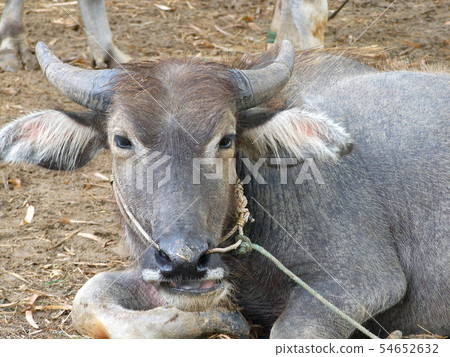 asia buffalo asia buffalo 54652632