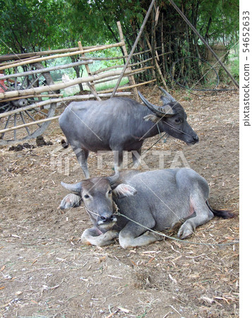 asia buffalo asia buffalo 54652633