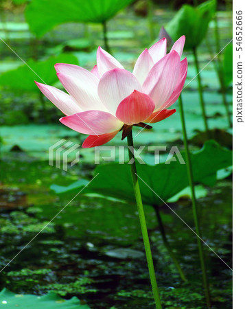 Lotus flower and Lotus flower plants 54652666
