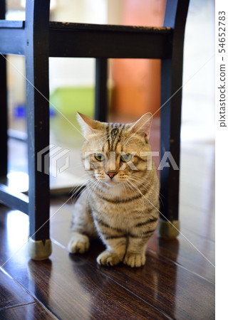 Cat Cat 54652783